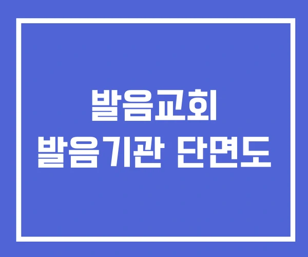 발음교회 발음기관 단면도