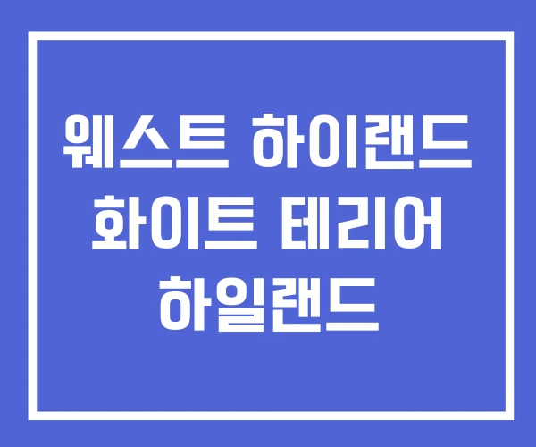 웨스트 하이랜드 화이트 테리어 하일랜드