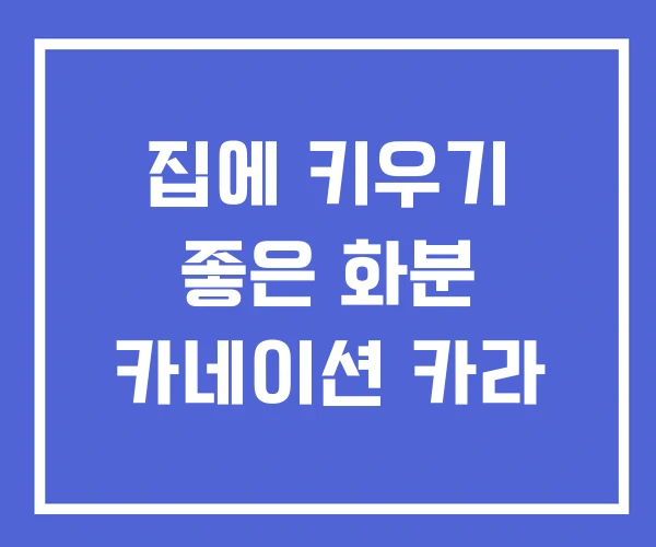 집에 키우기 좋은 화분 카네이션 카라 집에 키우기 좋은 화분 카네이션 카라